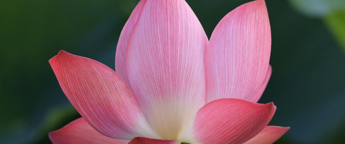 Symbolic image of a lotus flower representing purity and enlightenment.